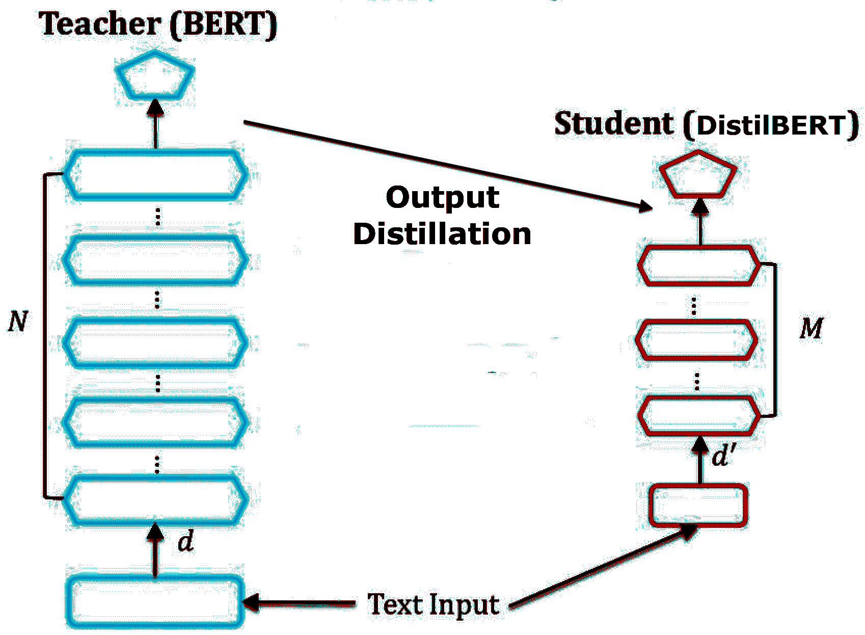 DistilBERT 训练示意图