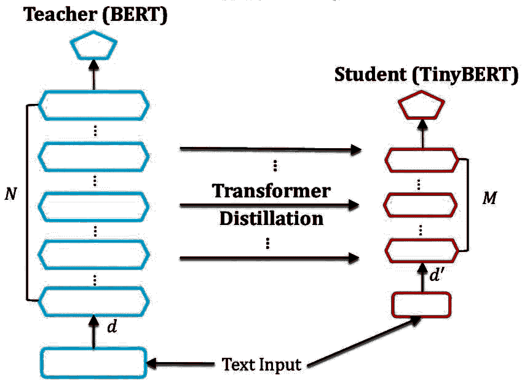 TinyBERT 训练示意图