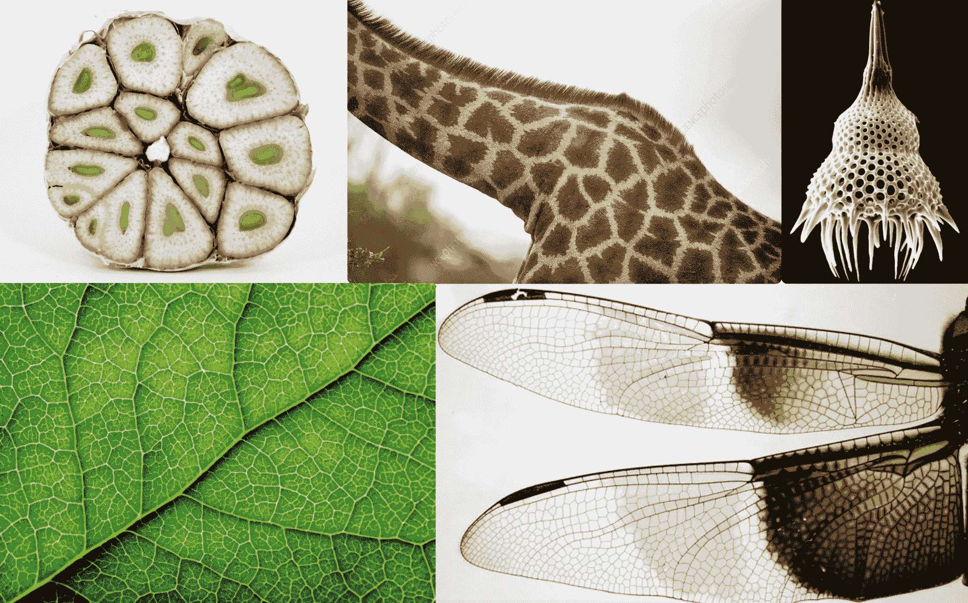 Voronoi 图的快速概览